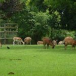 How to Keep Deer Out of Garden