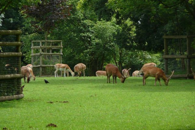 How to Keep Deer Out of Garden