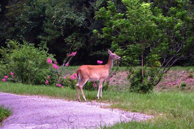 Keep deer out of flower garden