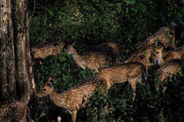 Keep deer out of garden at night