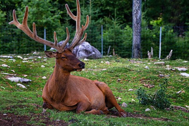 Keep Deer Out of Garden Naturally