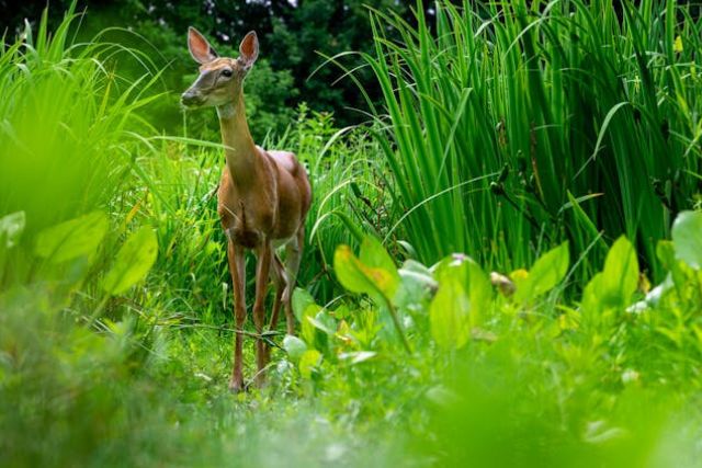Keep deer out of vegetable garden