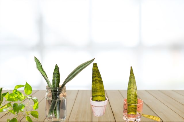 Propagation Timeline for Snake Plants