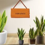 how to propagate snake plant