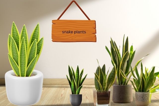 how to propagate snake plant