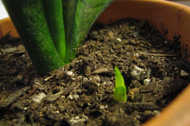 How to Propagate a Snake Plant in Soil