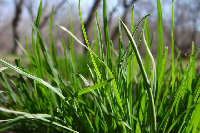 Plant Rye Grass Seed