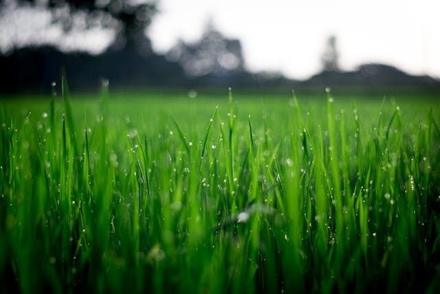 Plant Zoysia Grass Seed