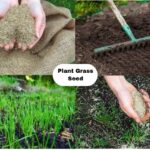 How to plant grass seed