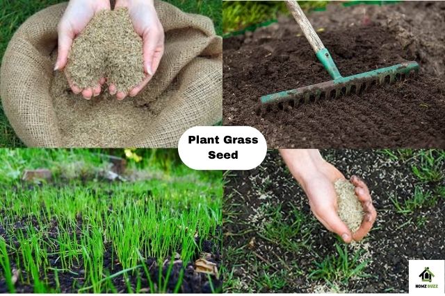How to Plant Grass Seed for Naturally Lush Results How to plant grass seed