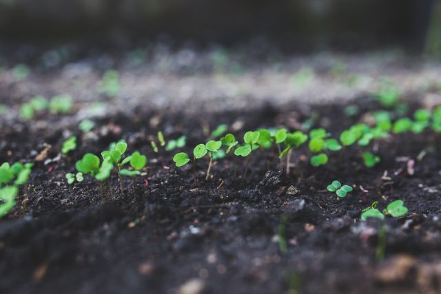 Planting grass seed in fall