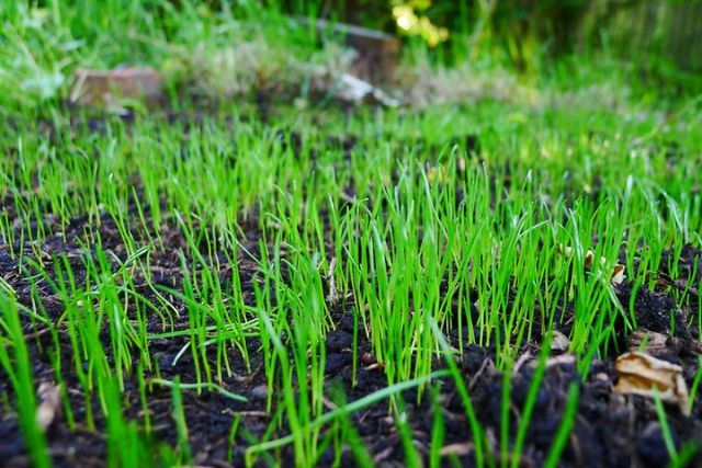 plant grass seed in spring