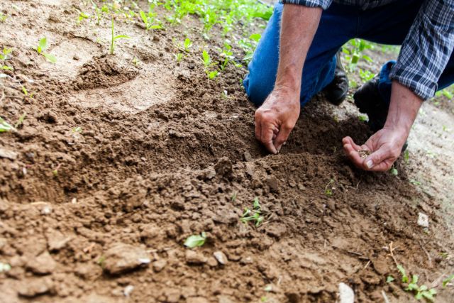 plant grass seed on bare soil