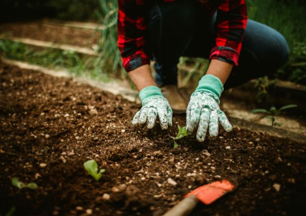 preparing soil