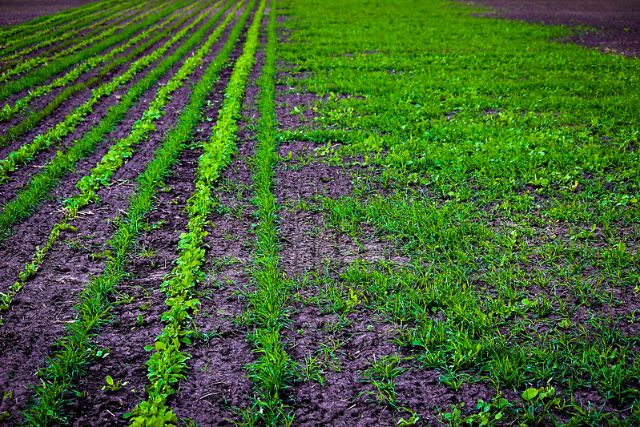 Germination of bermuda grass