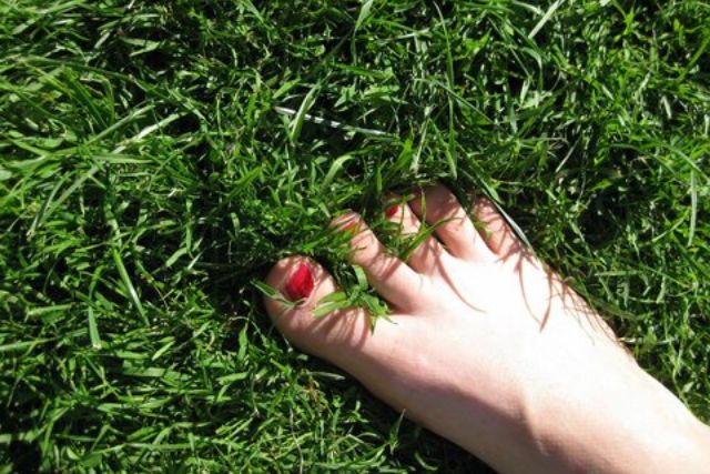 bermuda grass seed on existing land