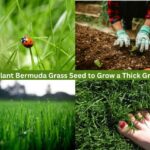 bermuda grass seed
