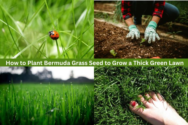 bermuda grass seed