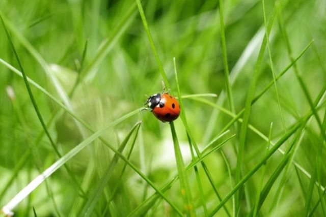 how to plant bermuda grass seed